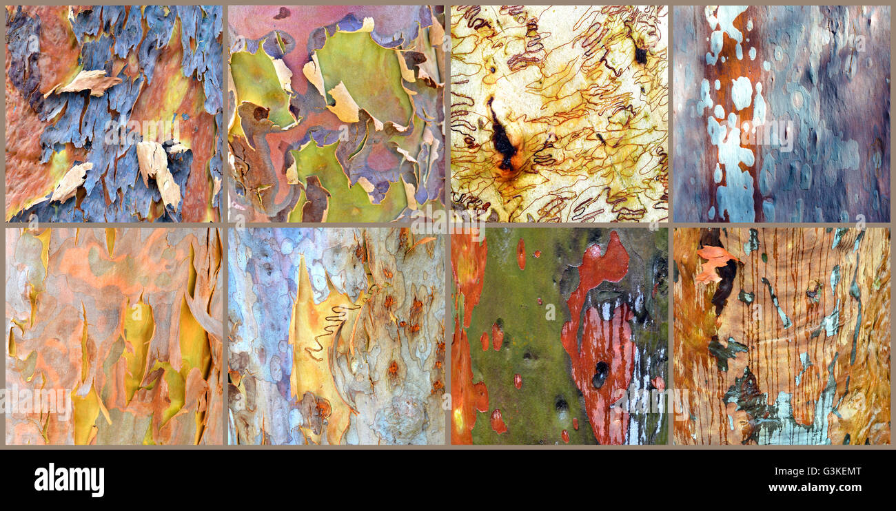 Collage of colorful Australian gumtree (Angophora and Eucalyptus) bark Stock Photo
