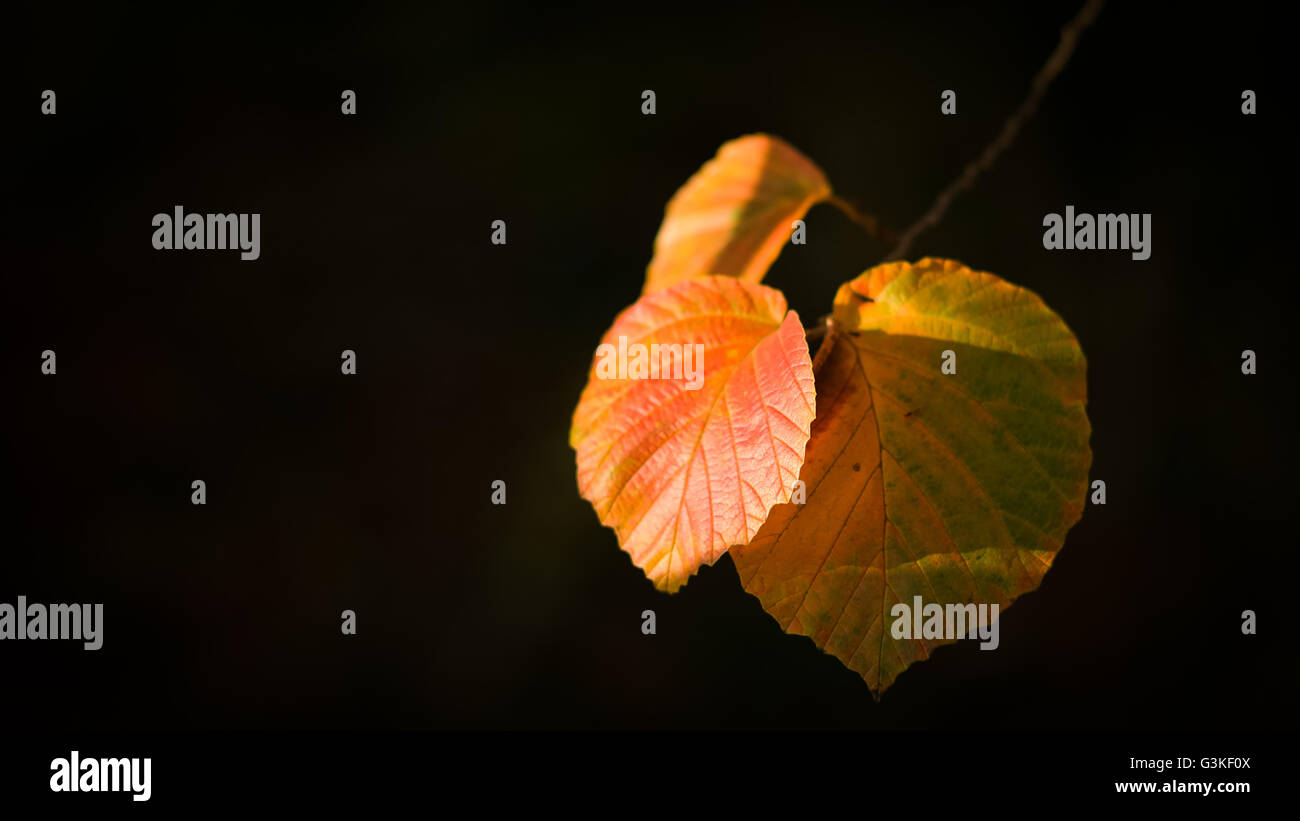 Autumn leaves on black background Stock Photo