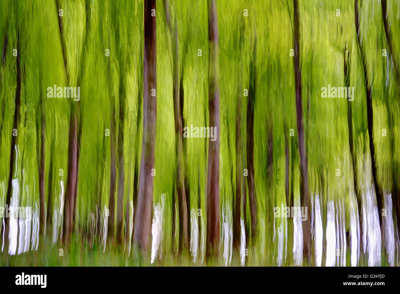 An abstract created by Intentional Camera Movement, ICM. Fresh Spring green woodland foliage blurred onto brown tree trunks Stock Photo