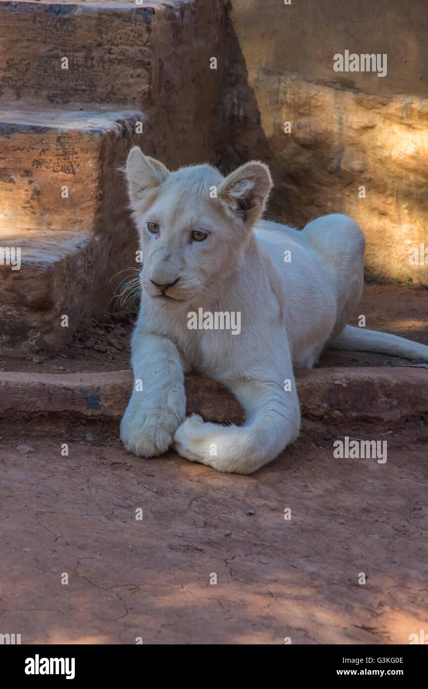 African White Lion cubs relax in the midday sun Stock Photo