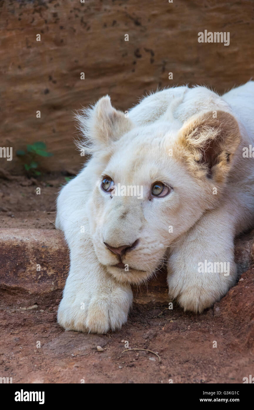 African White Lion cubs relax in the midday sun Stock Photo