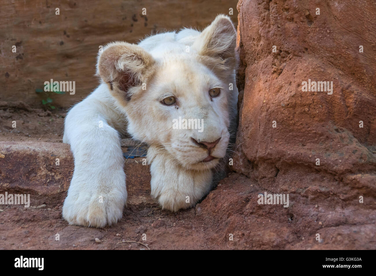 Beast in the sun hi-res stock photography and images - Alamy
