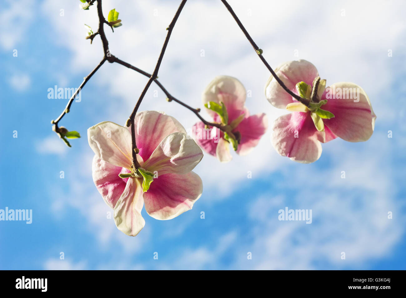 Flowers of magnolia tree over blue sky in springtime Stock Photo - Alamy