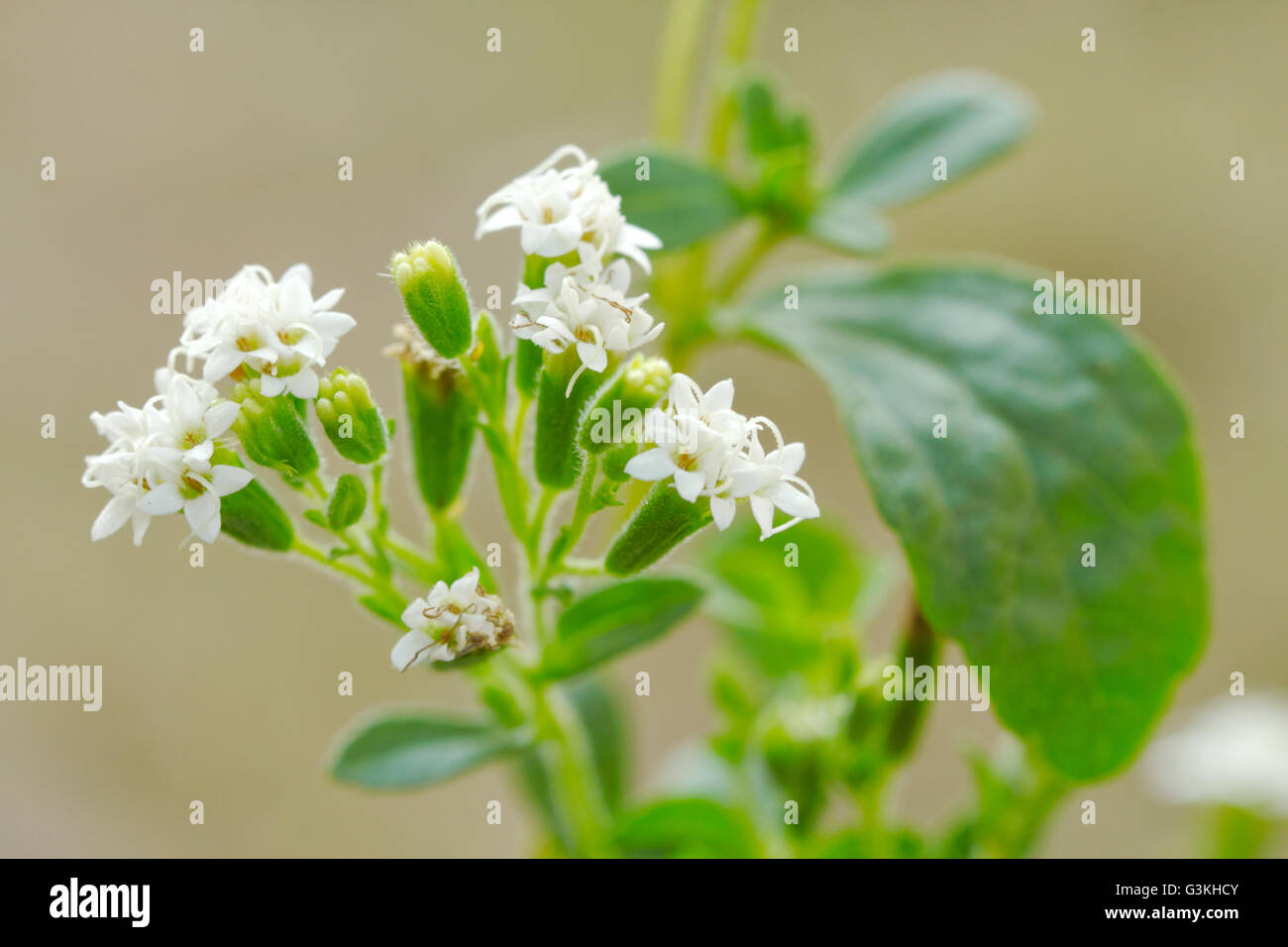 Stevia plant ; The native shrub plant of South America use as a resource of sweetener in food