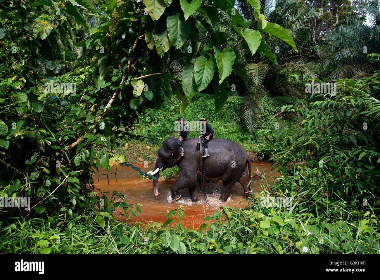 South Aceh, Indonesia. 16th Apr, 2016. Sumatran Elephants are seen in a