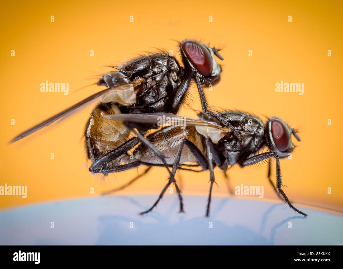two house flies copulating on an orange background Stock Photo