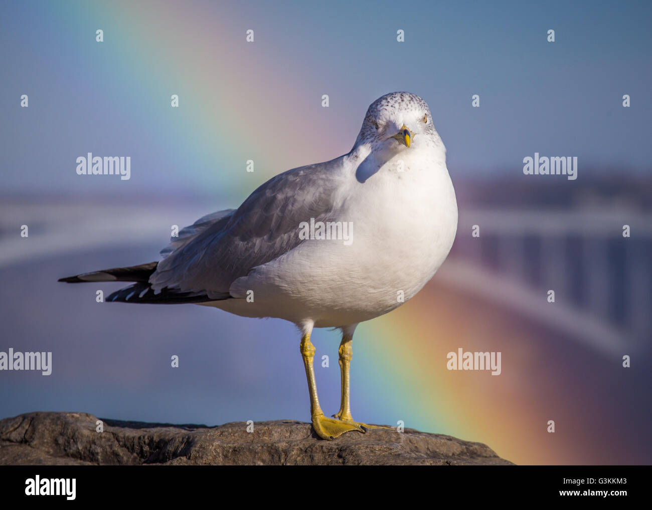 a ring billed gull (Larus delawarensis ) with a rainbow behind it and taken near Niagara Falls Stock Photo