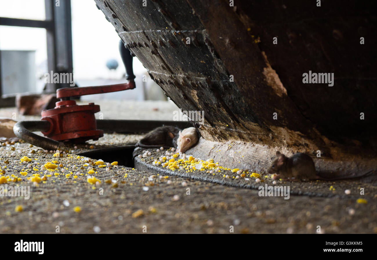 Albino rat in a rat temple in Bikaner Stock Photo