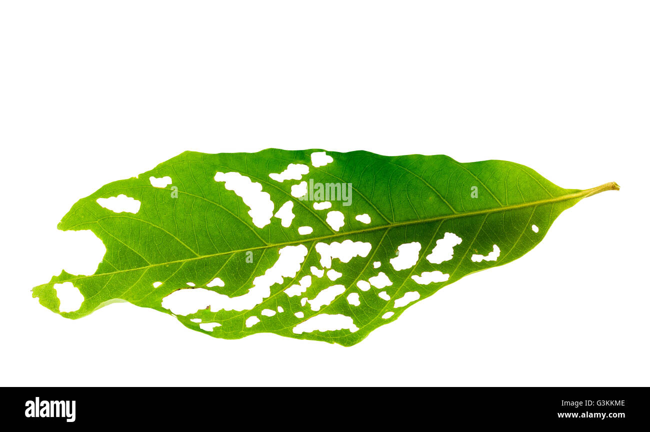Green leaf bitten by insect isolated on white background Stock Photo