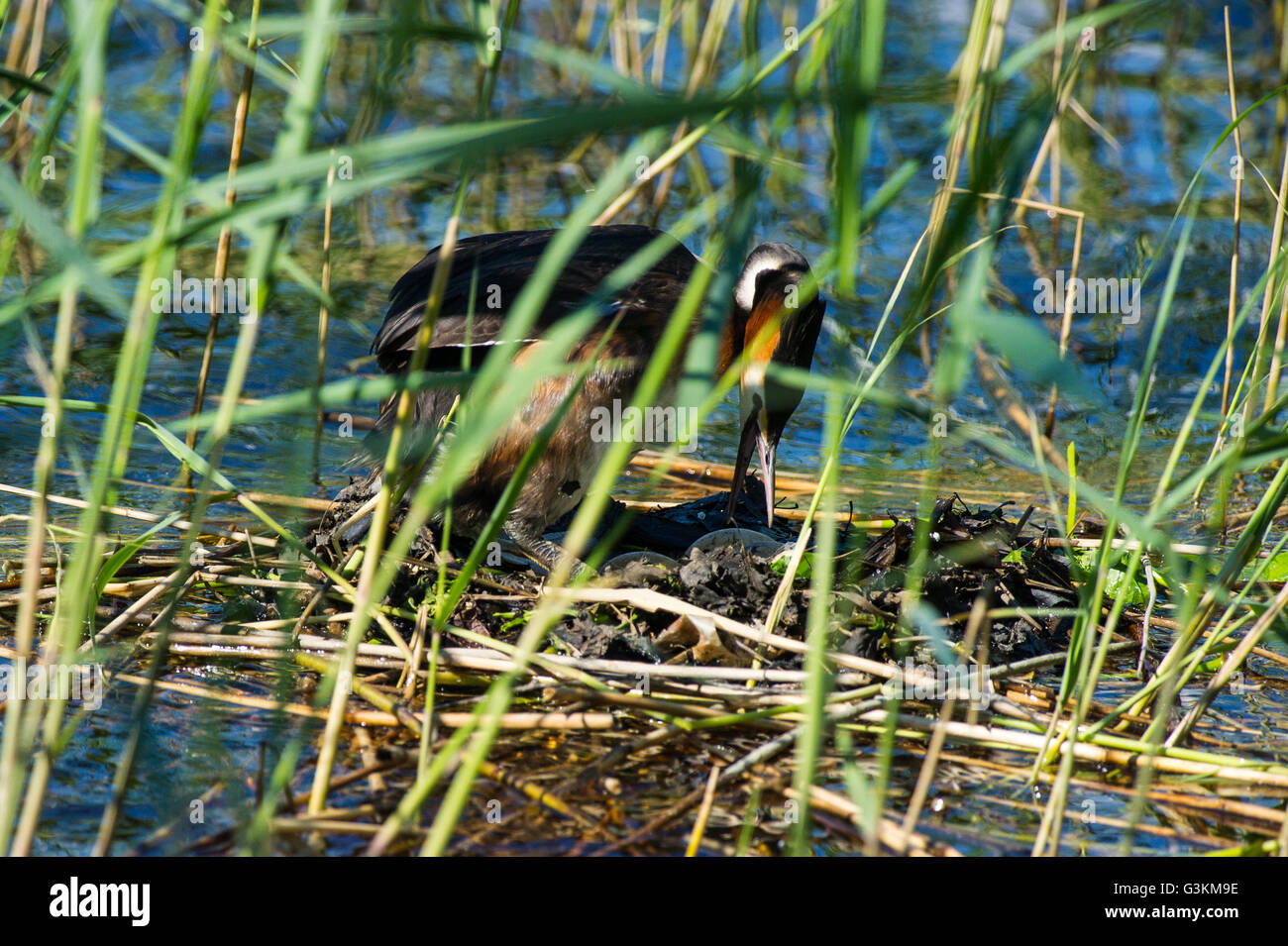 Brooding bird hi-res stock photography and images - Alamy