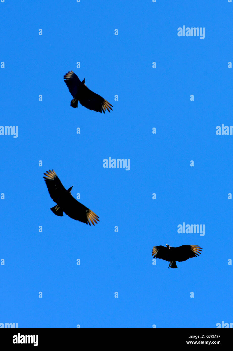 Condors hi-res stock photography and images - Alamy