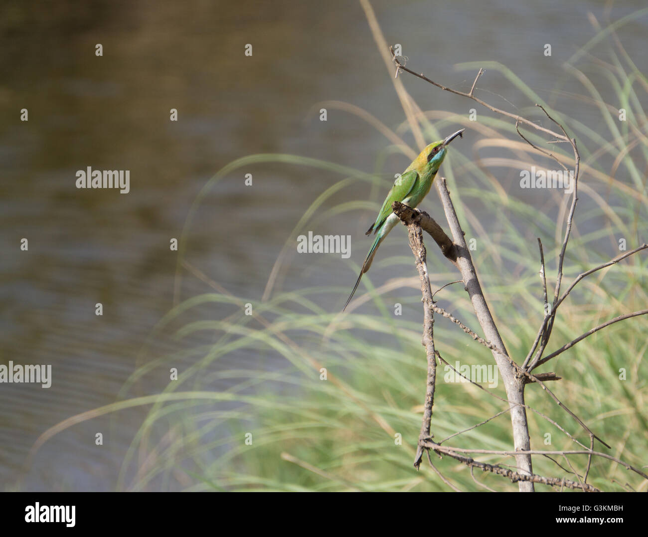 Bird Eating Insect High Resolution Stock Photography and Images Alamy