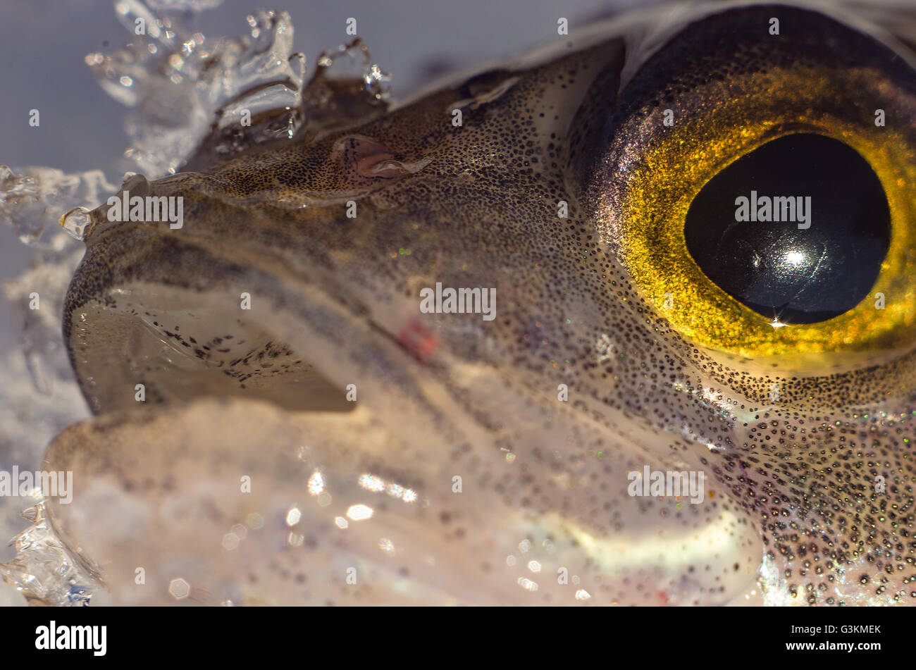 Head perch closeup on the ice in the spring Stock Photo