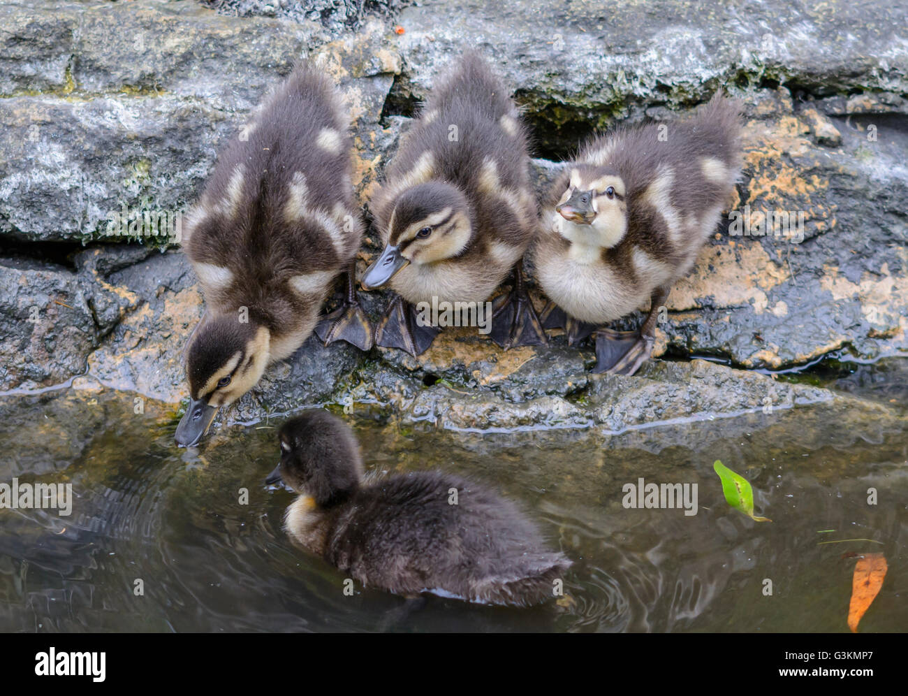 Baby Mallard ducklings (Anas platyrhynchos) by water in Summer in West Sussex, England, UK. Stock Photo