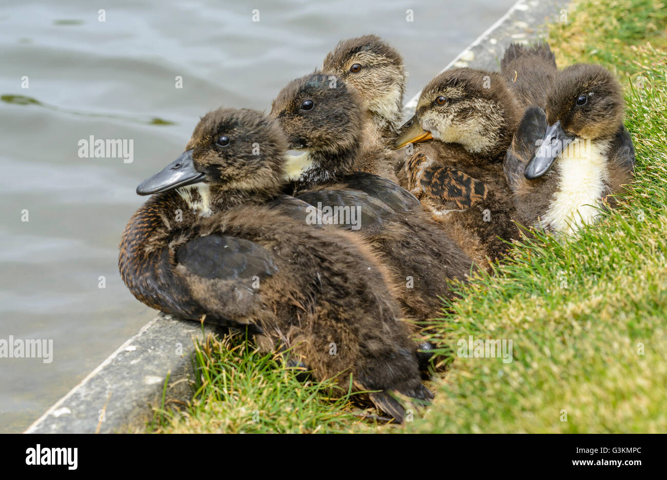 Mallard ducklings (Anas platyrhynchos) sitting by water in Summer in West Sussex, England, UK. Stock Photo