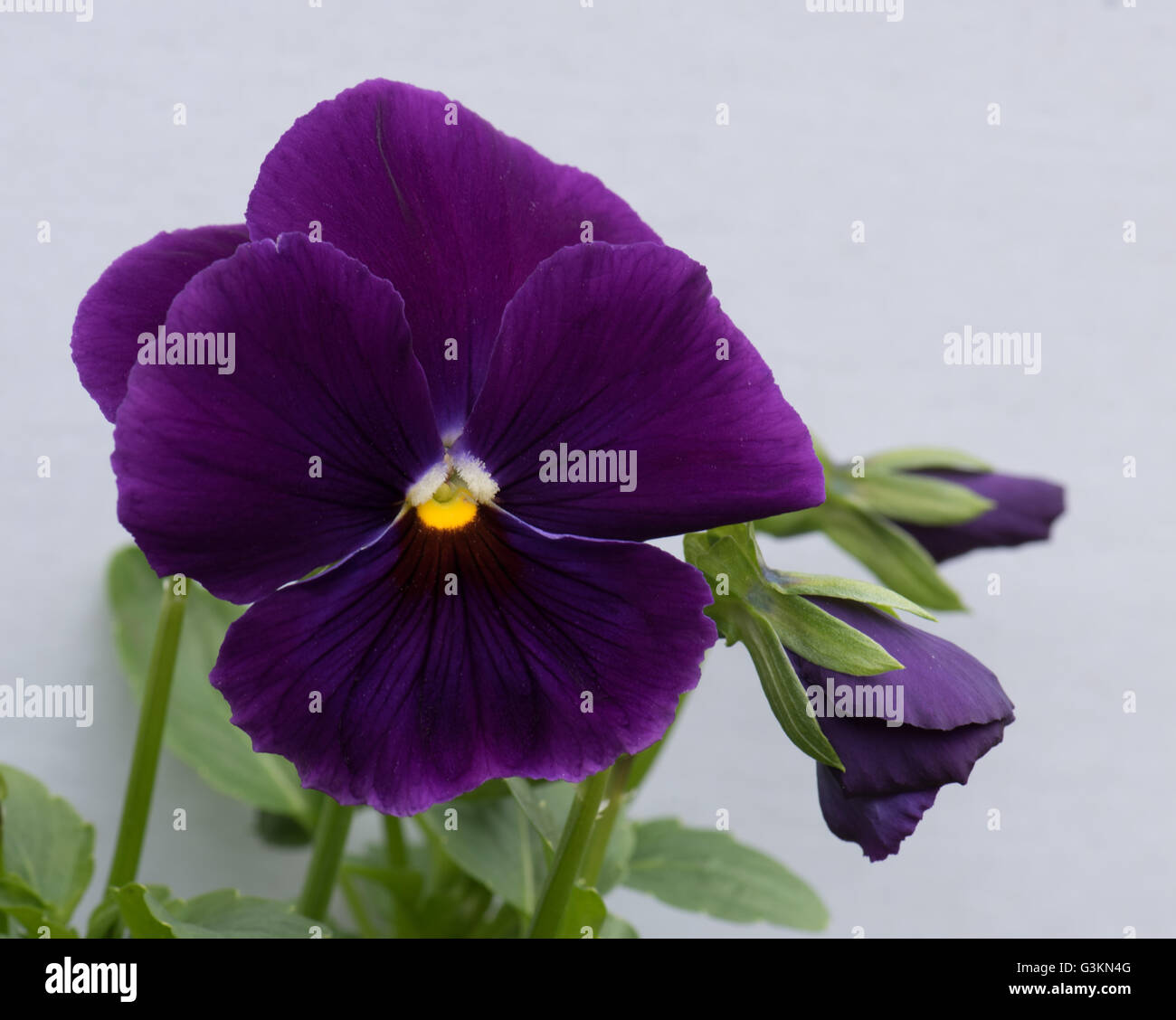 The lovely purple-blue and black face of Viola wittrockiana, commonly  called the pansy Stock Photo - Alamy