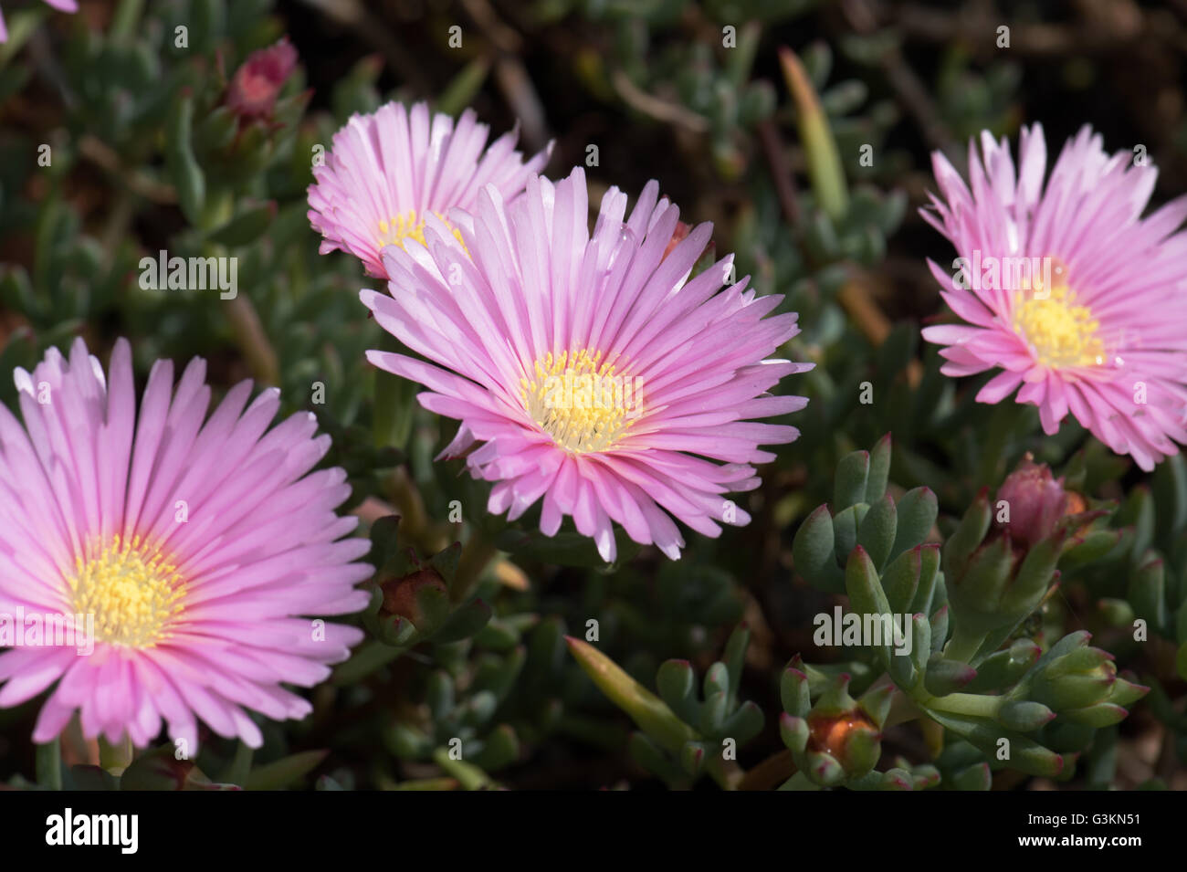 The delicate pink flowers of Lampranthus spectabilis. Stock Photo