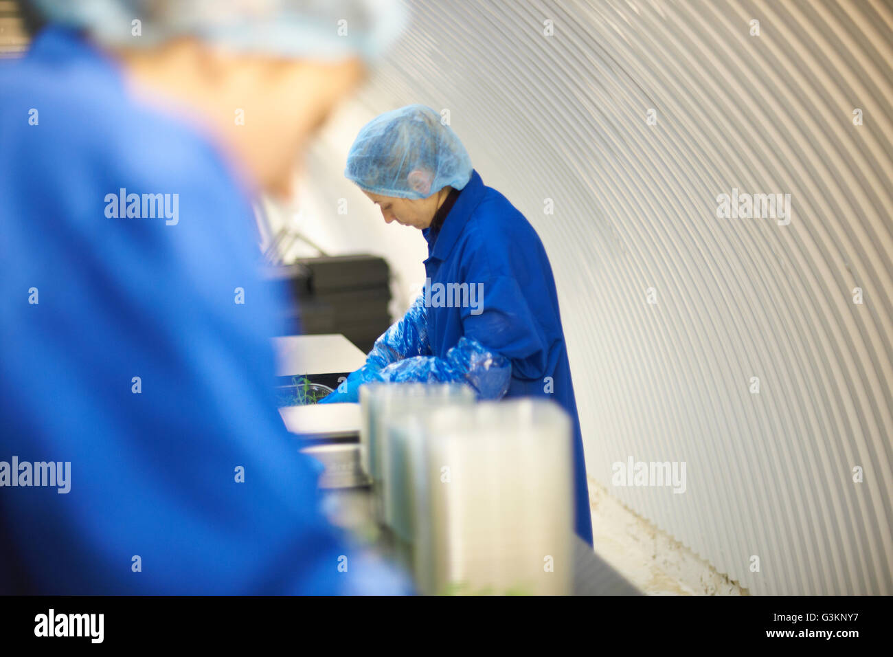 Woman wearing hair net hi-res stock photography and images - Alamy Woman wearing hair net hi-res stock photography and images - Alamy