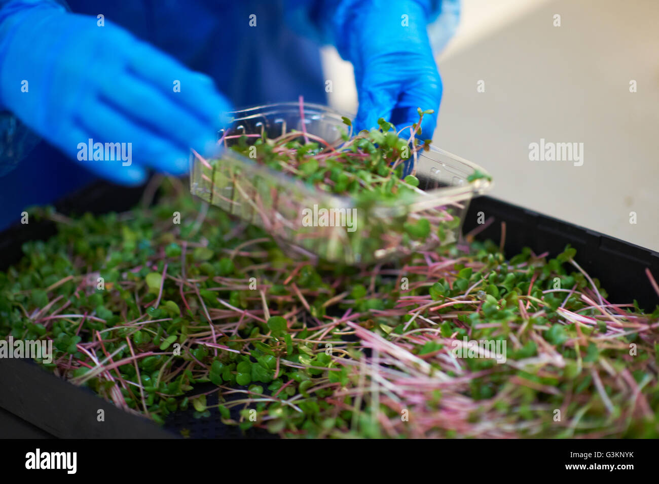 Vegetables for packaging hires stock photography and images Alamy