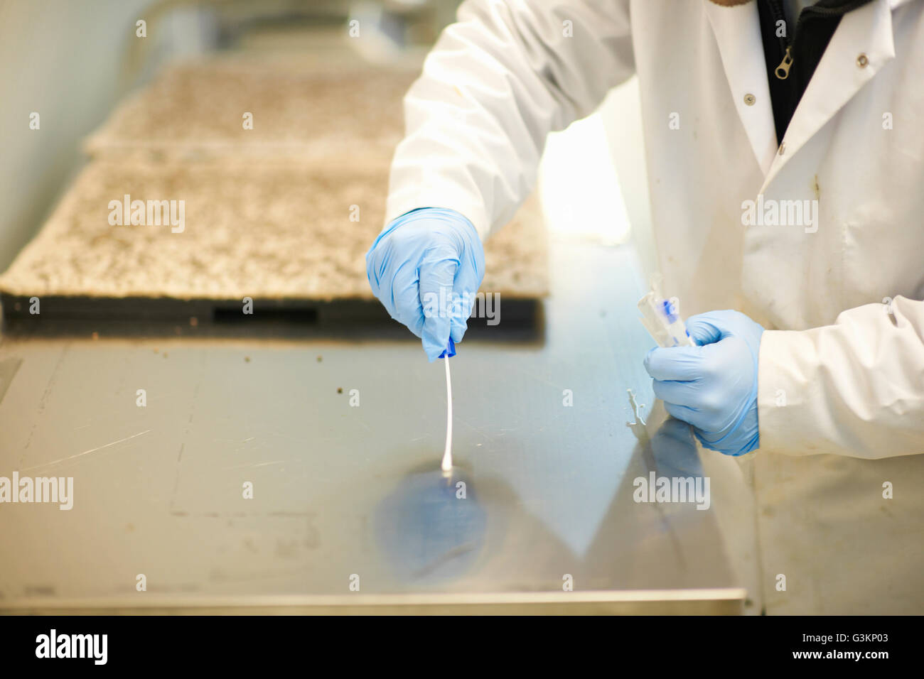 Worker wearing latex gloves swabbing stainless steel counter Stock Photo