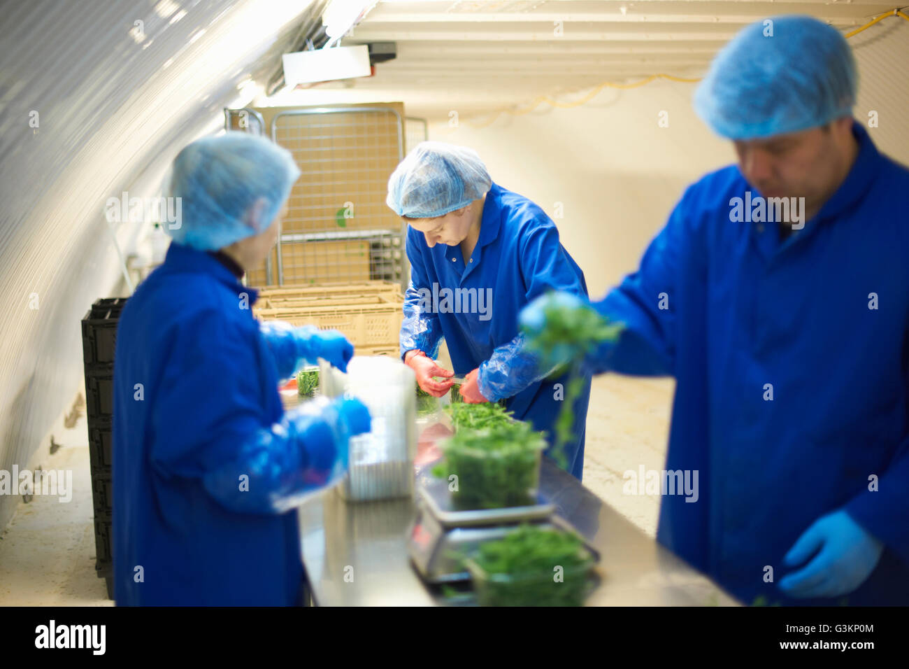 Hair nets hires stock photography and images Alamy