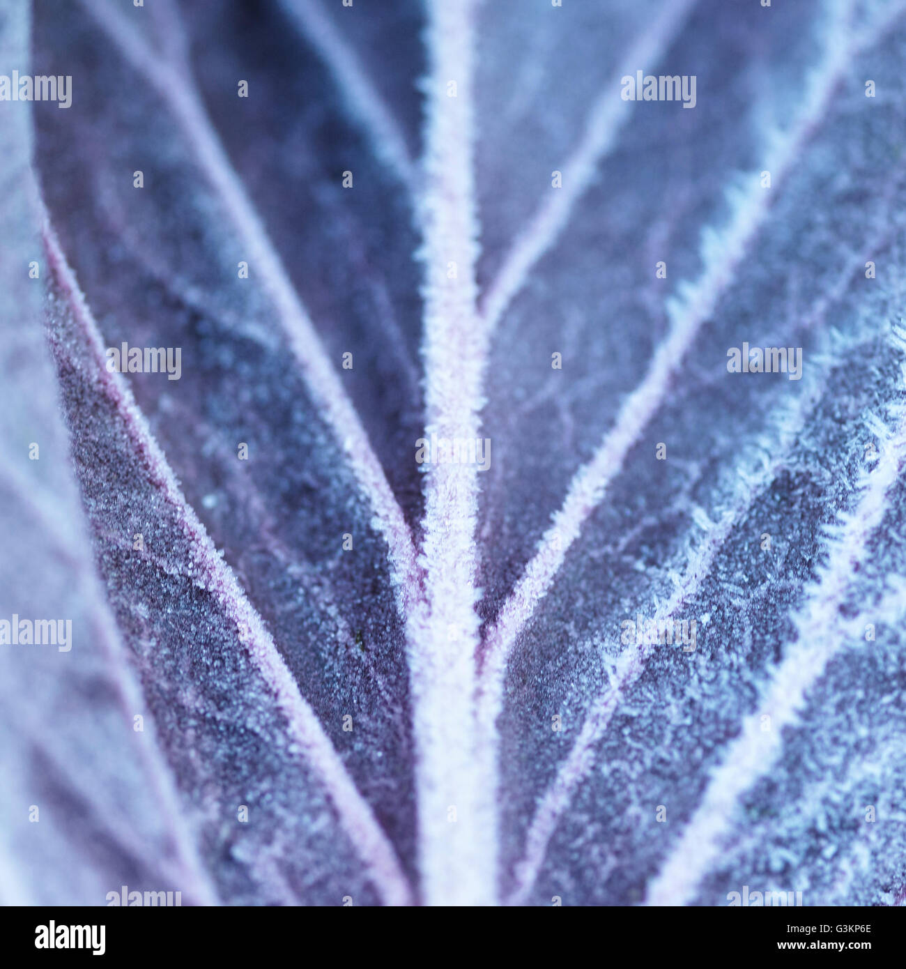 Purple leaf up close hi-res stock photography and images - Alamy