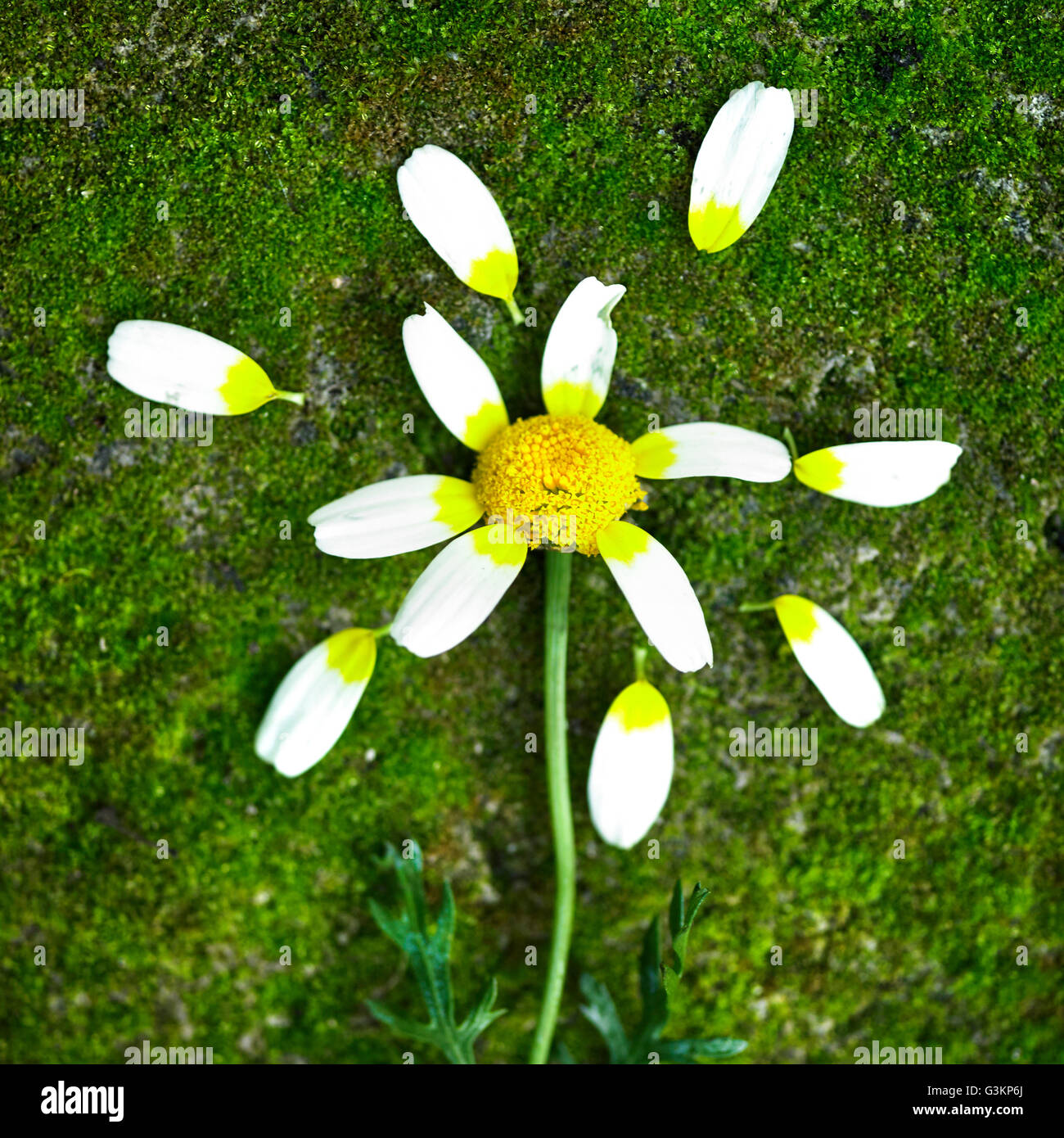 Overhead view of flower and petals lying on grass Stock Photo Alamy
