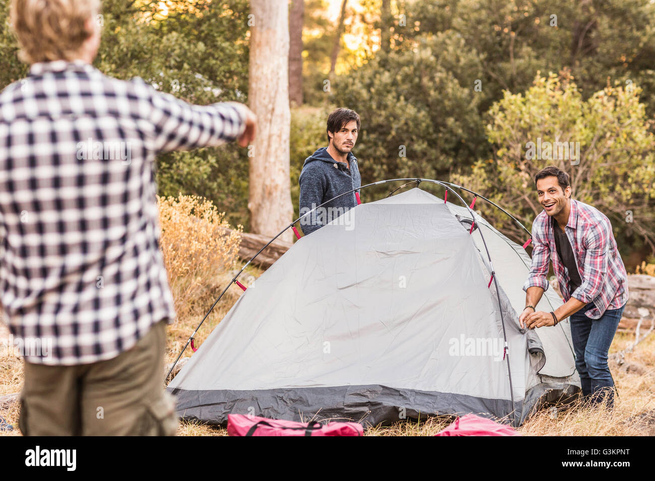 Three men putting up tent together in forest, Deer Park, Cape Town, South Africa Stock Photo