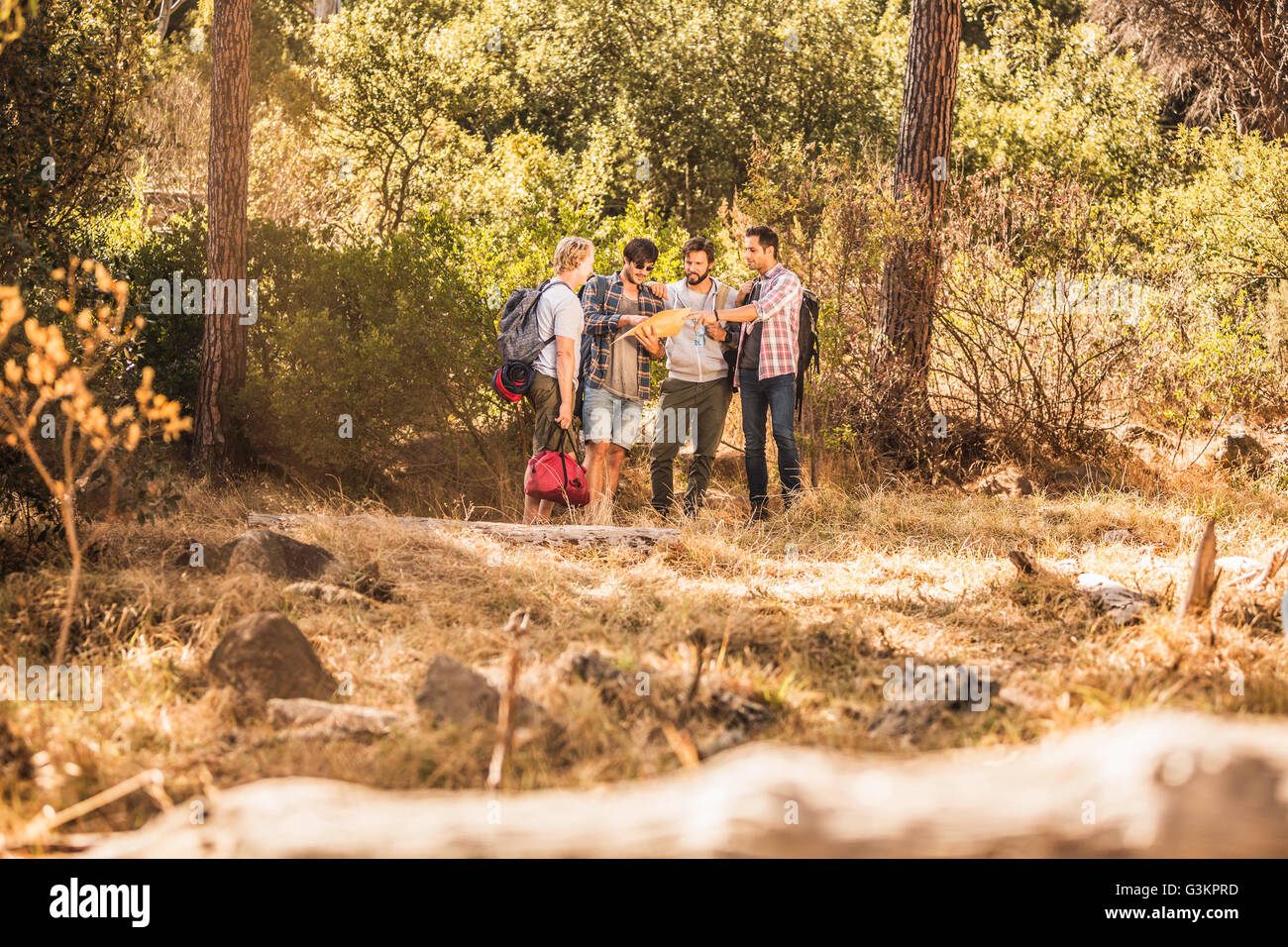 Four male hikers reading and pointing at map in forest, Deer Park, Cape Town, South Africa Stock Photo