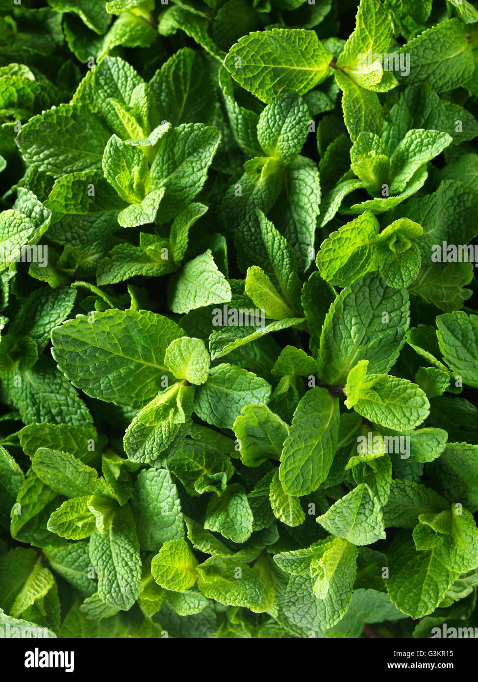 Fresh mint, full frame, close-up Stock Photo