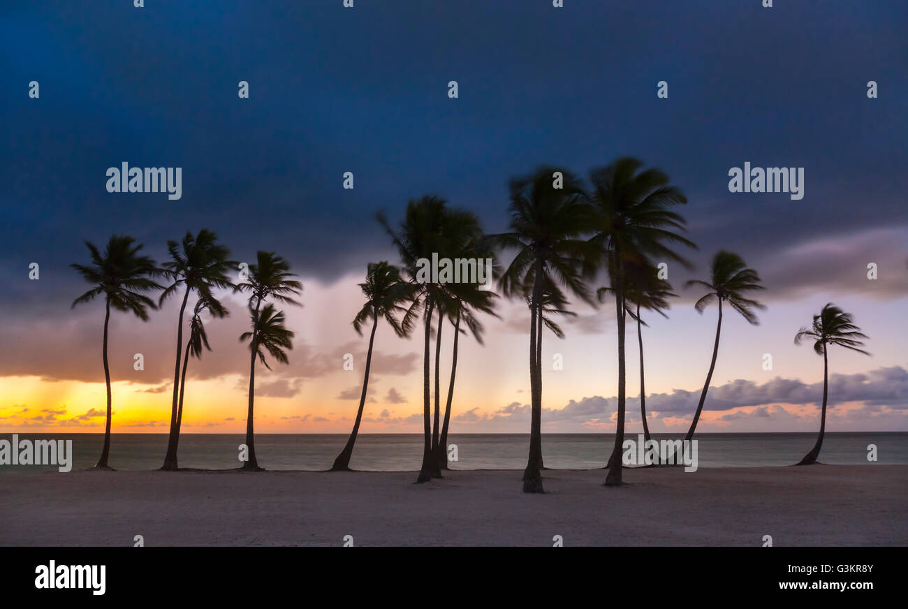 Palm row of palm trees hi-res stock photography and images - Alamy