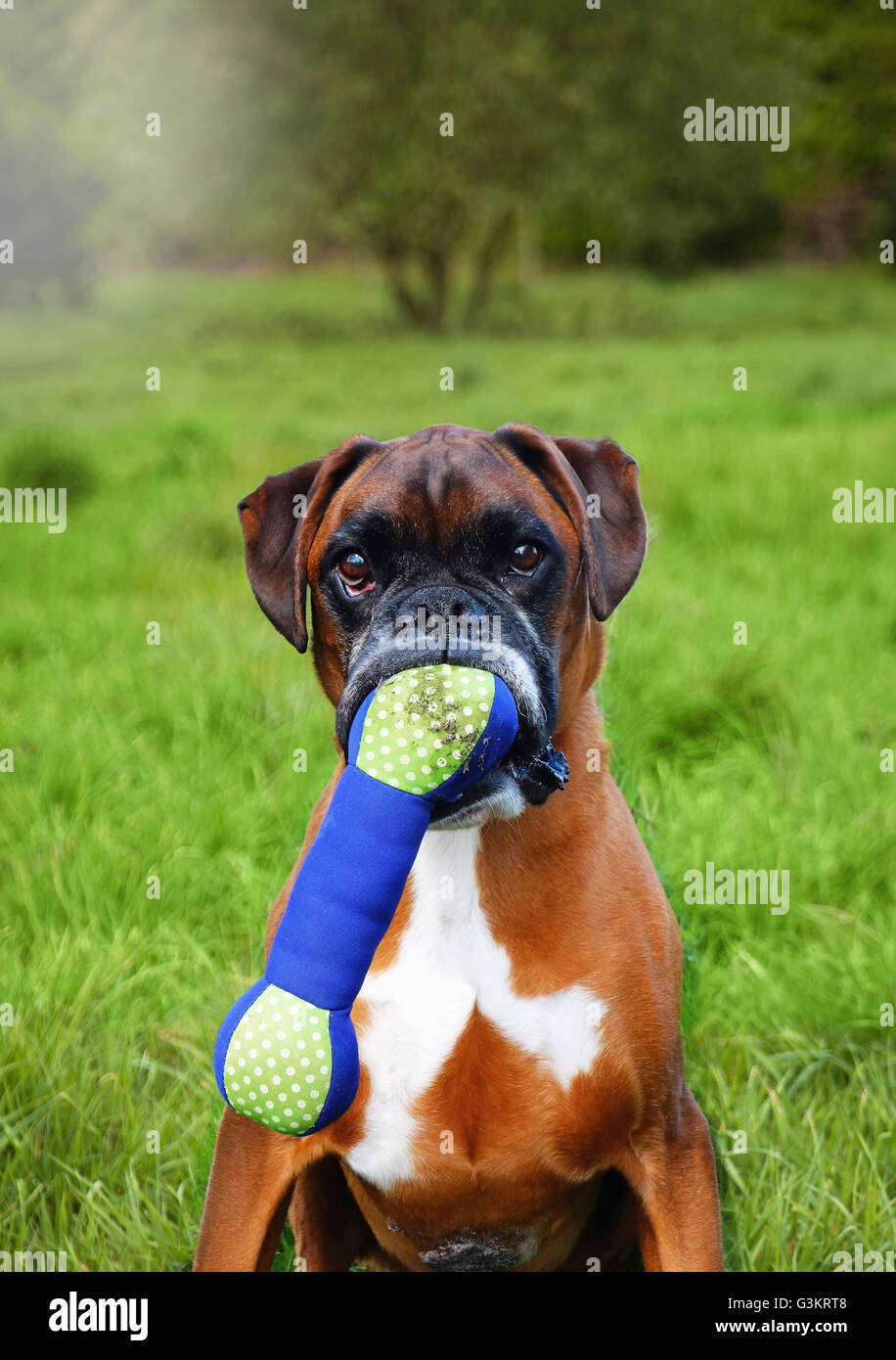 Portrait of boxer dog holding toy bone in mouth Stock Photo