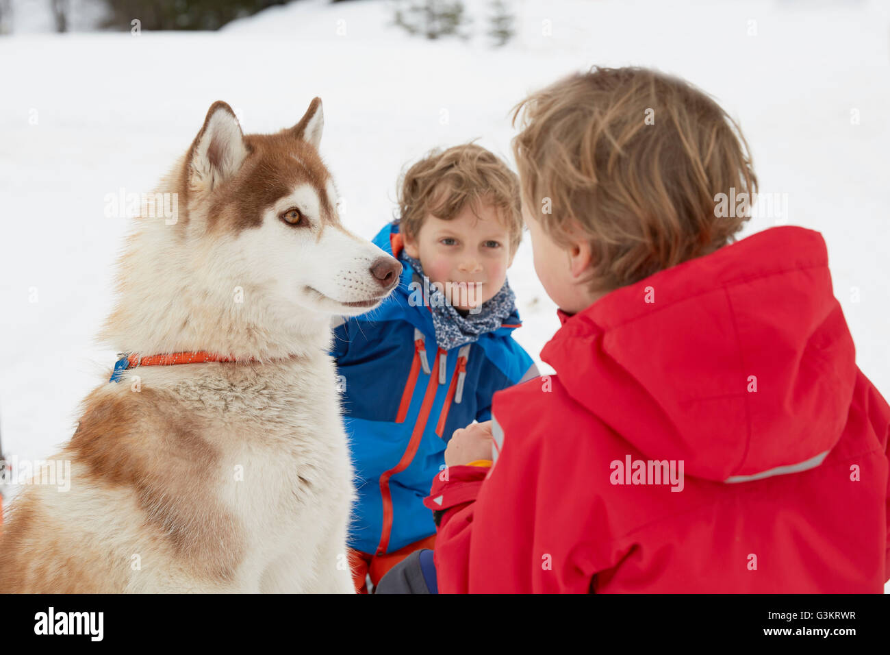 Boy and brother crouching with husky in snow, Elmau, Bavaria, Germany Stock Photo