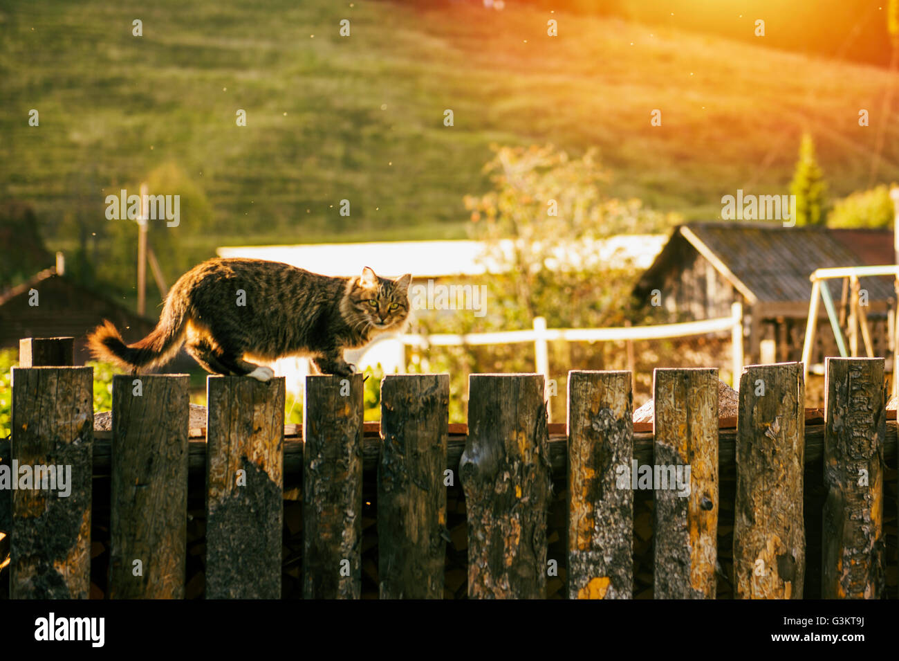 Cat on log fence looking at camera Stock Photo