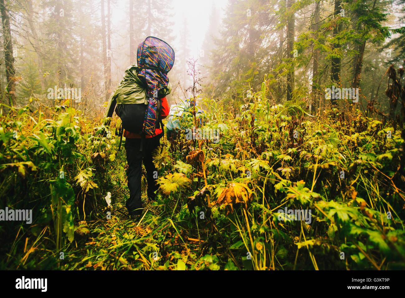 Rear view of hiker carrying backpack and guitar in forest Stock Photo