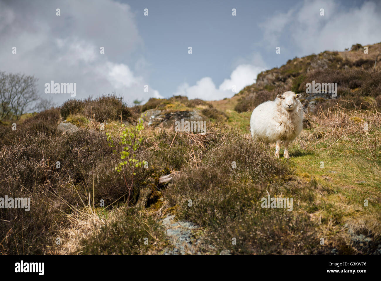 Welsh Sheep Hillside Portrait Hi res Stock Photography And Images Alamy