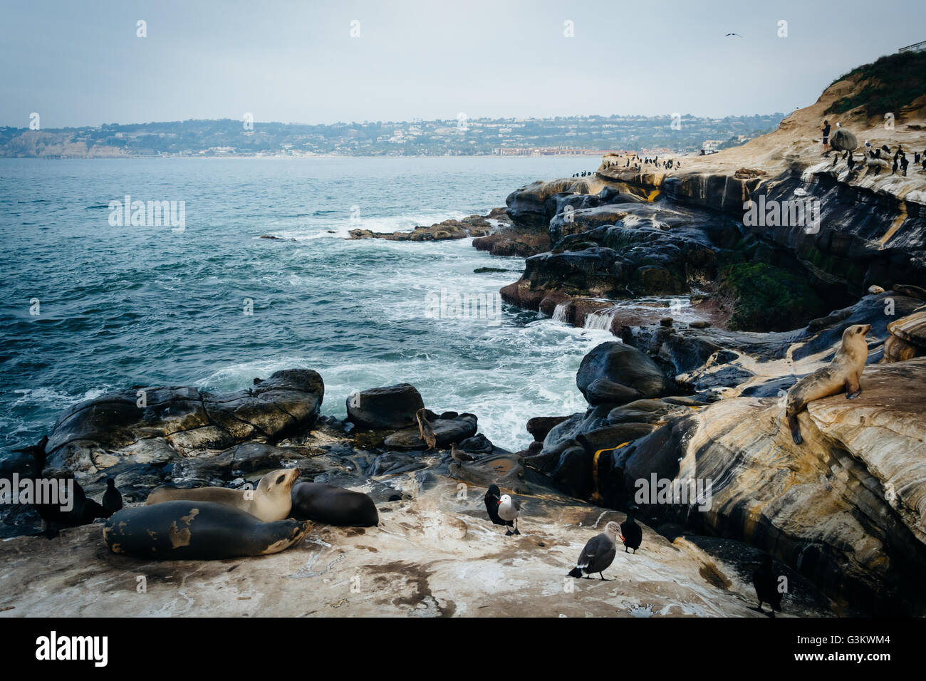 Birds and sea lions on rocks along the Pacific Ocean, in La Jolla, California. Stock Photo