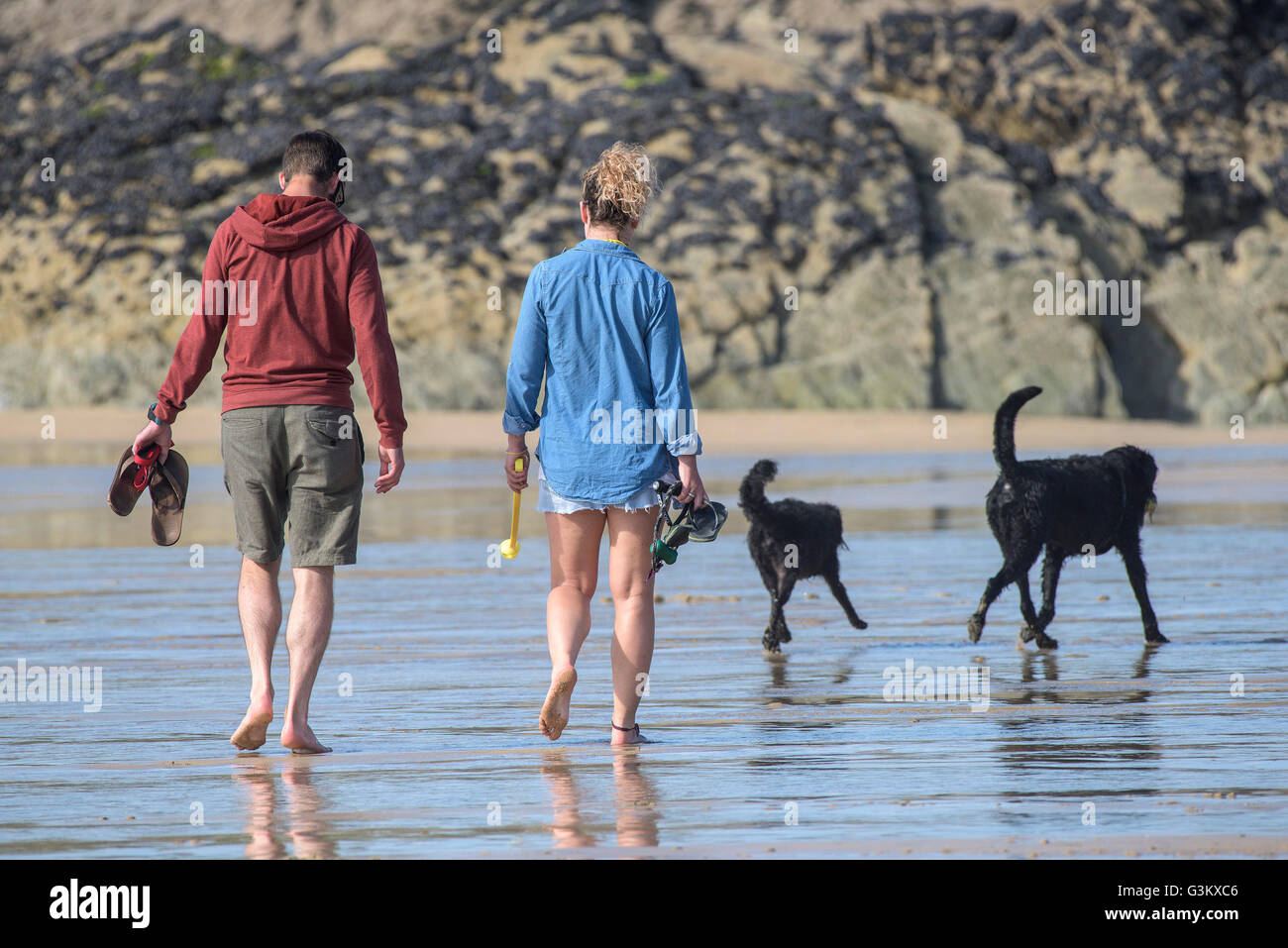 A couple walking their dogs on Fistral Beach in Newquay, Cornwall. Stock Photo