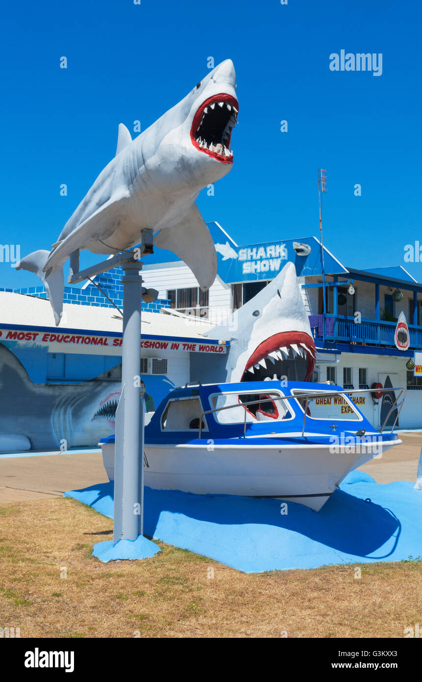 Great White Shark Exhibition, shark show, Hervey Bay, Queensland, Australia Stock Photo