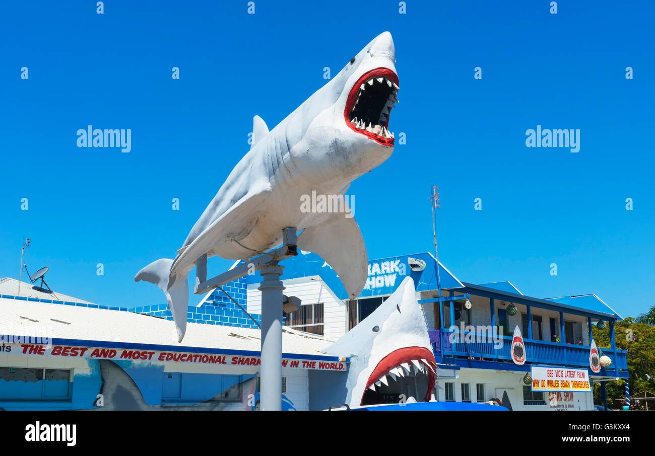 Great White Shark Exhibition shark show, Hervey Bay, Queensland, Australia Stock Photo