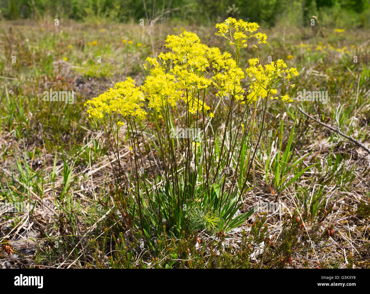 Buckler-mustard (Biscutella laevigata), Isarauen, Upper Bavaria, Bavaria, Germany Stock Photo