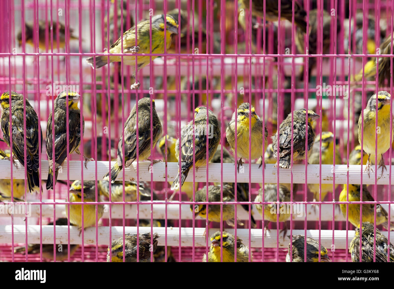 Songbirds for sale, pink cage, bird market, Yuen Po Street Bird Garden, Mong Kok, Kowloon, Hong Kong, China Stock Photo