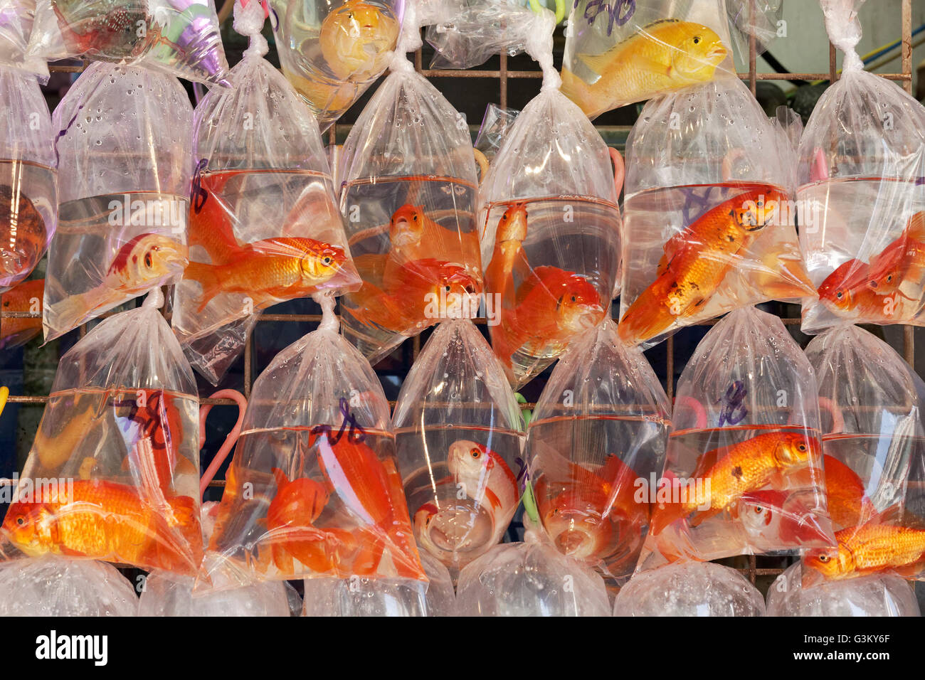 Gold Fishes for sale, swimming in plastic bags, Goldfish Market
