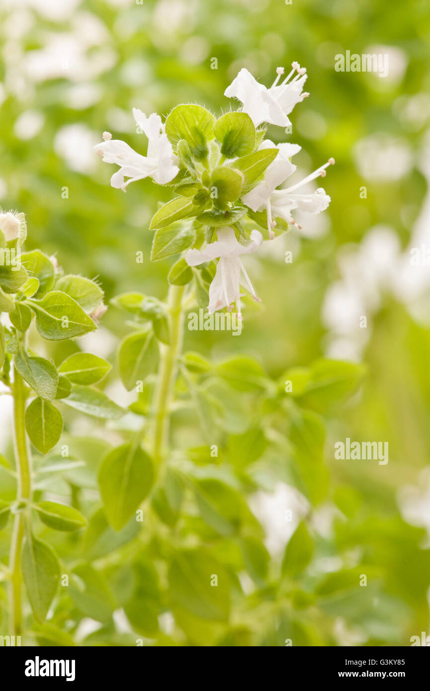 Greek basil hires stock photography and images Alamy