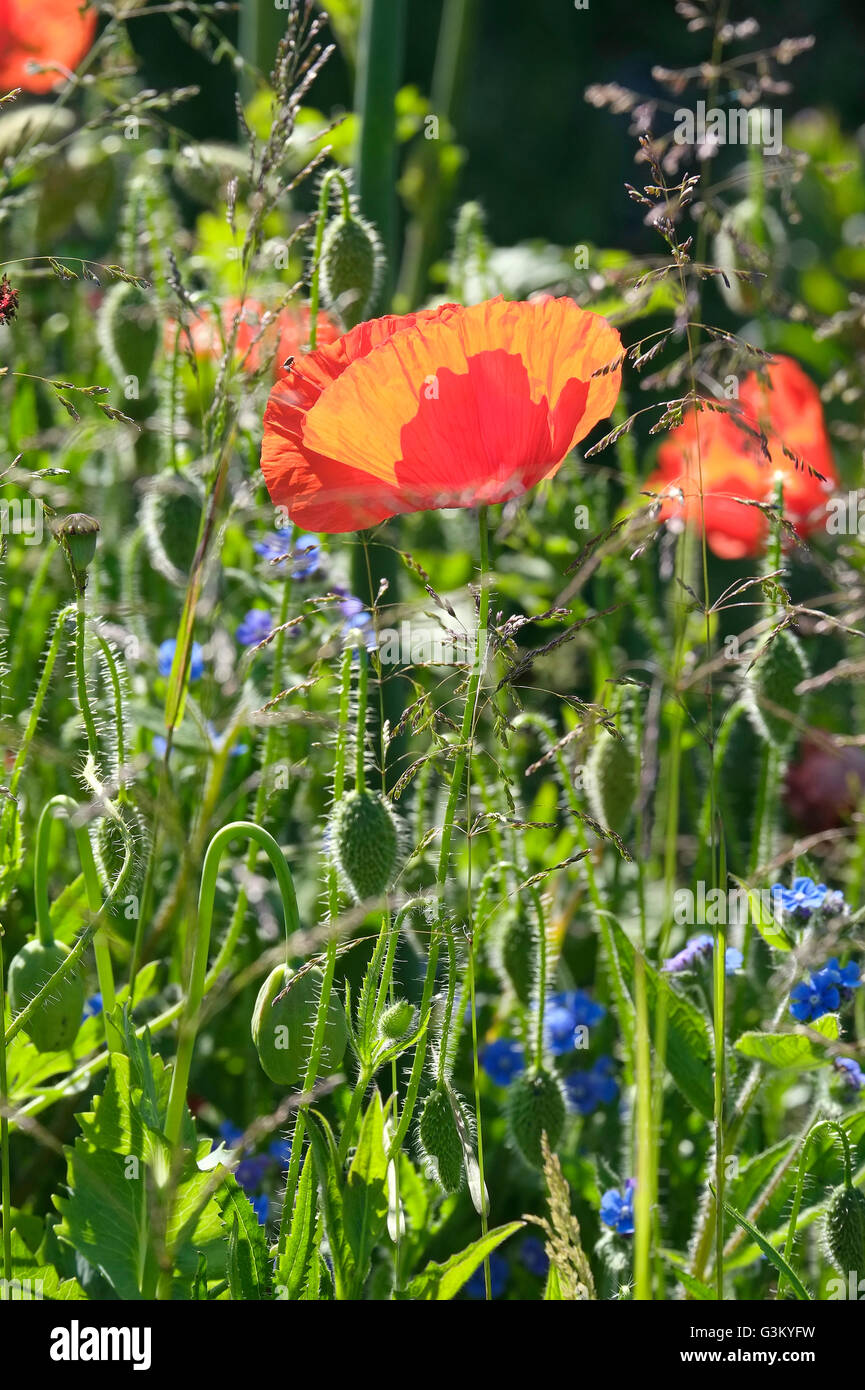 wildflowers in english country garden Stock Photo - Alamy