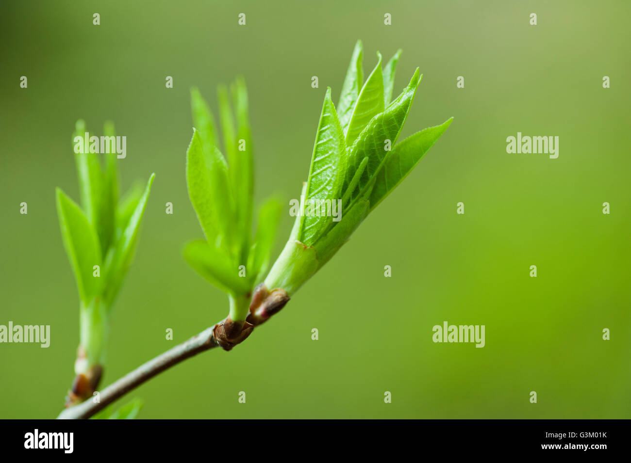 Close-up of new leaves at springtime, Sweden, Europe Stock Photo