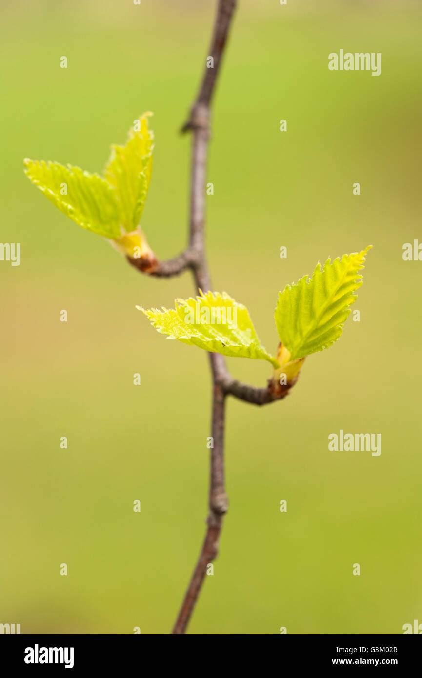 New leaves at springtime, Sweden, Europe Stock Photo