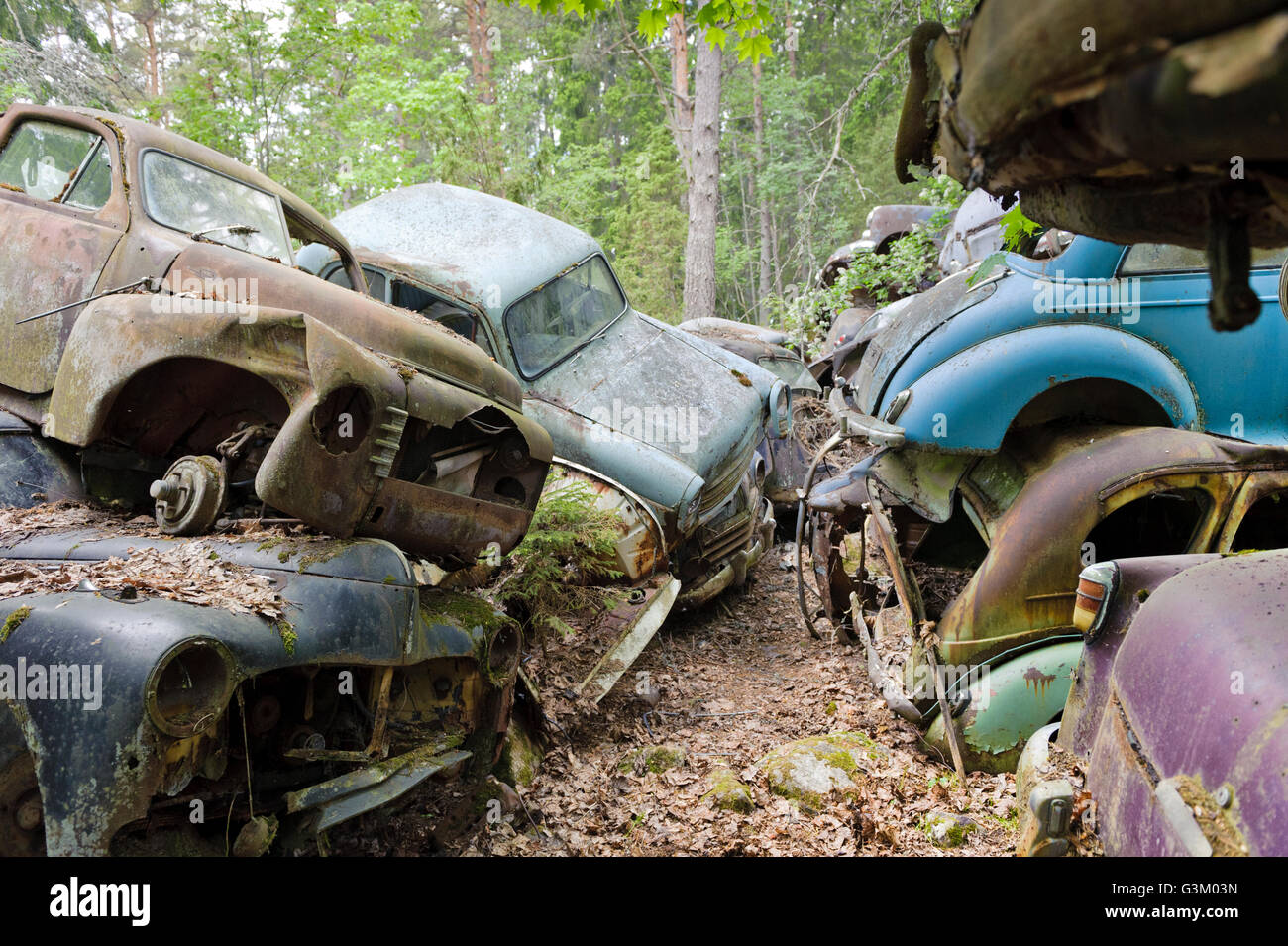 Cars at junkyard in nature setting, Sweden, Europe Stock Photo Alamy