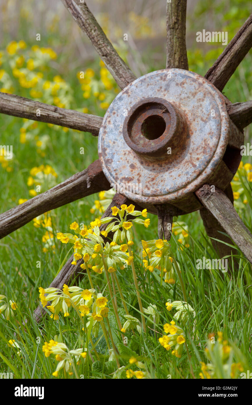 Cowslips Primula veris & Old Wheel in Chiltern Meadow Bucks Stock Photo