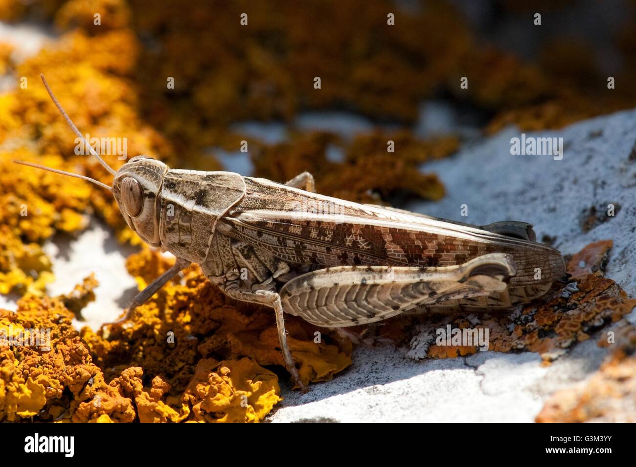 Close up photo of grasshopper on a stone with moss Stock Photo